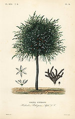 Grains of Selim tree  Xylopia aethiopica.