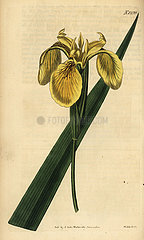 Yellow flag  yellow iris or water flag  Iris pseudacorus.
