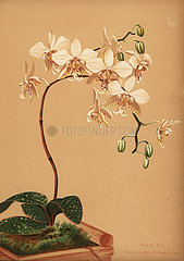 Phalaenopsis stuartiana orchid.