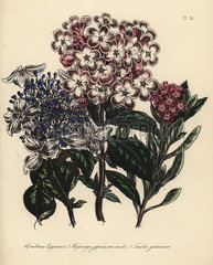 Escallonia  hydrangea and luculia species.