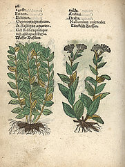 Basil  Ocimum basilicum  and whitetop or hoary cress  Lepidium draba.