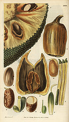 Cempedak  Artocarpus integer.