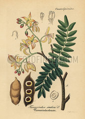 Tamarind  Tamarindus indica.