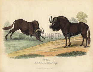Black wildebeest  Connochaetes gnou.