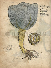 Cabbage  Brassica oleracea var. capitata.