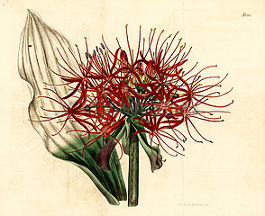 Blood lily  Scadoxus multiflorus.