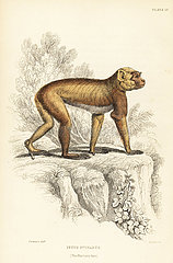 Barbary ape  Macaca sylvanus. Endangered.