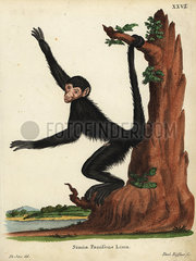 Red-faced spider monkey  Ateles paniscus. Vulnerable.