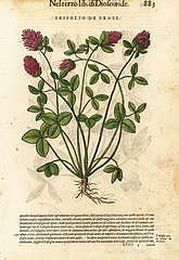 Red clover  Trifolium pratense.
