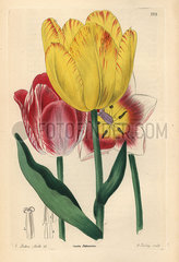 Didier's tulip or garden tulip  Tulipa gesneriana
