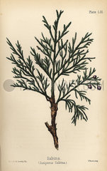 Savin juniper or sabina  Juniperus sabina.