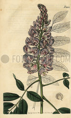 American wisteria  Wisteria frutescens.