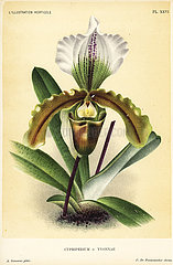 Paphiopedilum orchid hybrid.