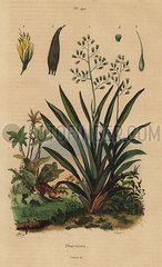 New Zealand flax or harakeke  Phormium tenax.