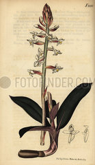 Jewel orchid  Ludisia discolor.