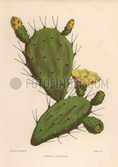 Eastern prickly pear  Opuntia ficus-indica