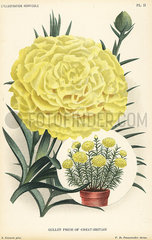 Carnation hybrid  Pride of Great Britain  Dianthus caryophyllus.
