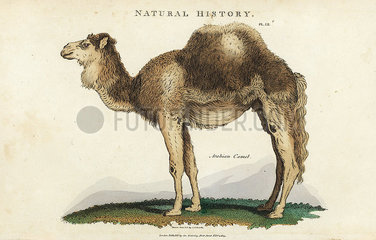 Arabian  dromedary or one-humped camel  Camelus dromedarius.