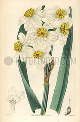 Paperwhite or bunch-flowered daffodil  Narcissus tazetta