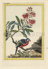 La Labordere. Rhododendron species?