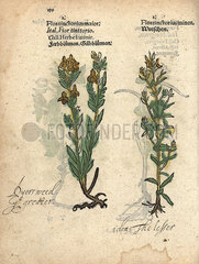 Dyer's weed or German greenweed  Genista germanica.