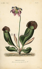 Purple pitcher plant or side-saddle flower  Sarracenia purpurea.