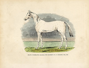 Thoroughbred Arabian horse Imaum.