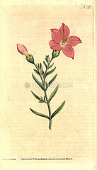 Orphium frutescens.