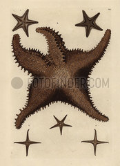 Sea star species.