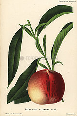 Nectarine peach  Prunus persica.