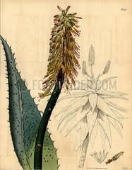 Cape aloe  Aloe ferox.