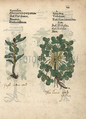 Plumed cockscomb  Celosia argentea  and clover  Trifolium species.