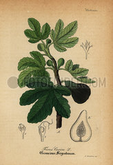 Common fig  Ficus carica.