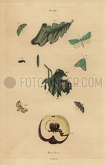 Varieties of pyralid moths with fruit and leaves.