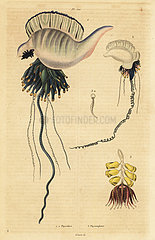 Portuguese man-of-war and zoophyte.