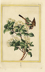 Spiny jasmine  Lycium europaeum.