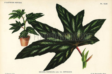 Begonia aconitifolia.