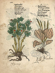 Asparagus  Asparagus officinalis  and red plantain  Plantago major rubrifolia.