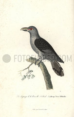 Channel-billed cuckoo  Scythrops novaehollandiae.