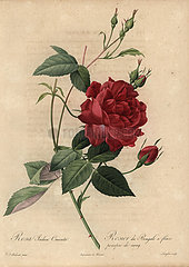 Crimson China rose  Rosa chinensis.