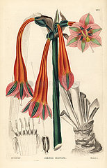 Clinanthus incarnatus.