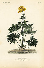 Globeflower  Trollius europaeus.
