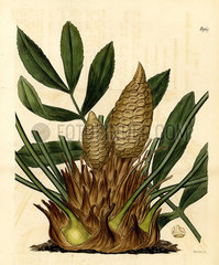 Cardboard palm  Zamia furfuracea. Endangered.