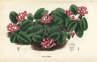 Mayflower or trailing arbutus  Epigaea repens.