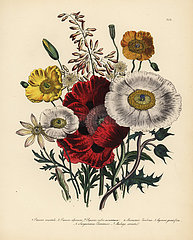 Poppy or Papaver species.