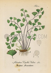 Maidenhair fern  Adiantum capillus-veneris.