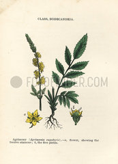 Agrimony  Agrimonia eupatoria.