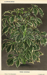 Geranium aralia  Polyscias guilfoylei.