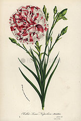 Oeillet Louis Napoleon carnation hybrid  Dianthus caryophyllus.