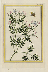 Spanish jasmine  Jasminum grandiflorum